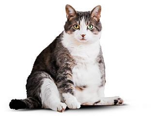 Кот до программы